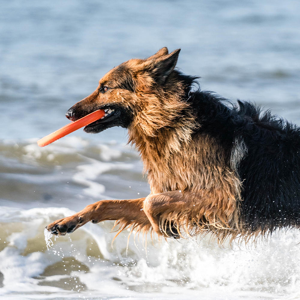 Sprenger Frisbee Dog Toy