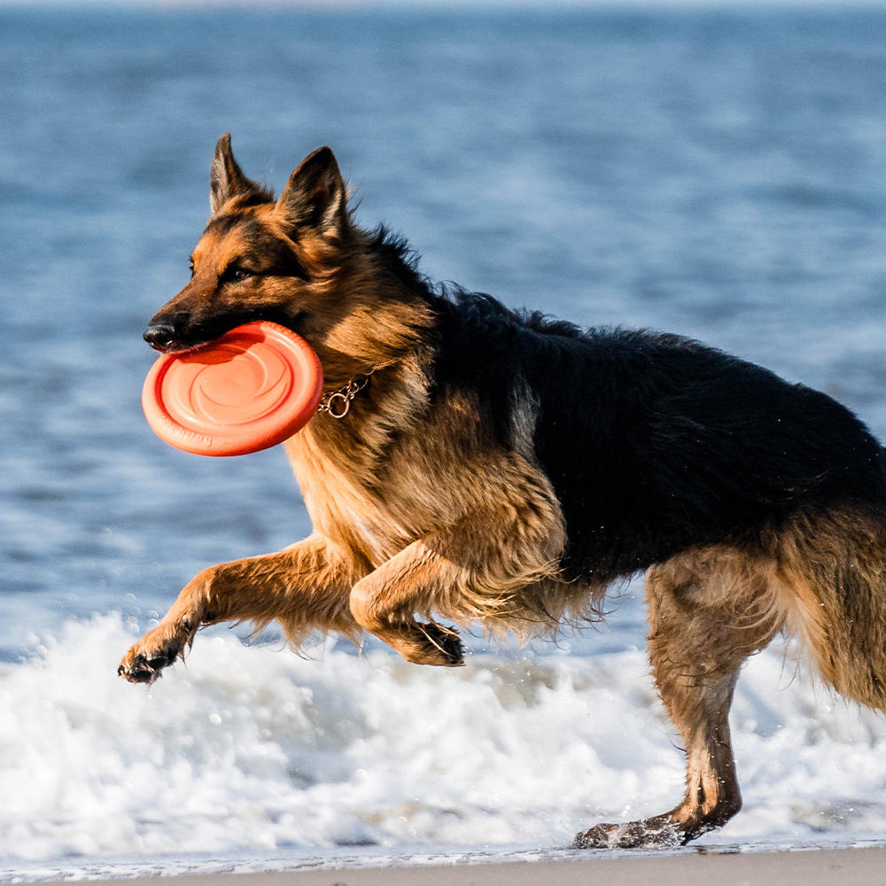 Sprenger Frisbee Dog Toy