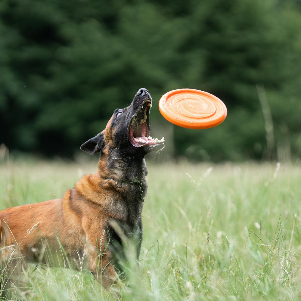Sprenger Frisbee Dog Toy