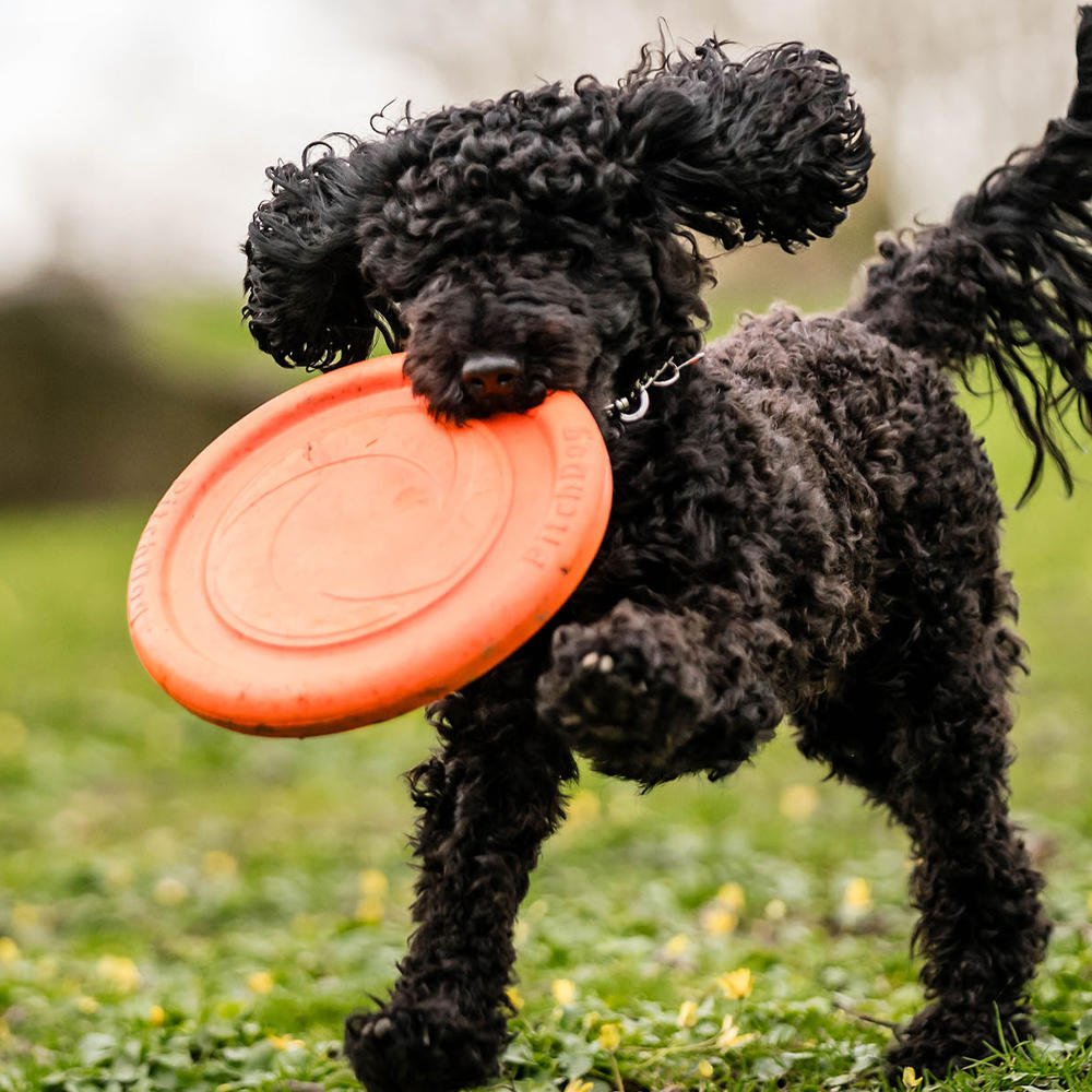Sprenger Frisbee Dog Toy