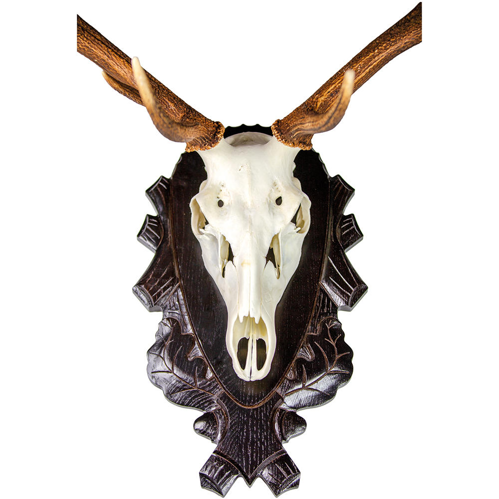 Roe Deer Trophy Mount, 2 Pieces