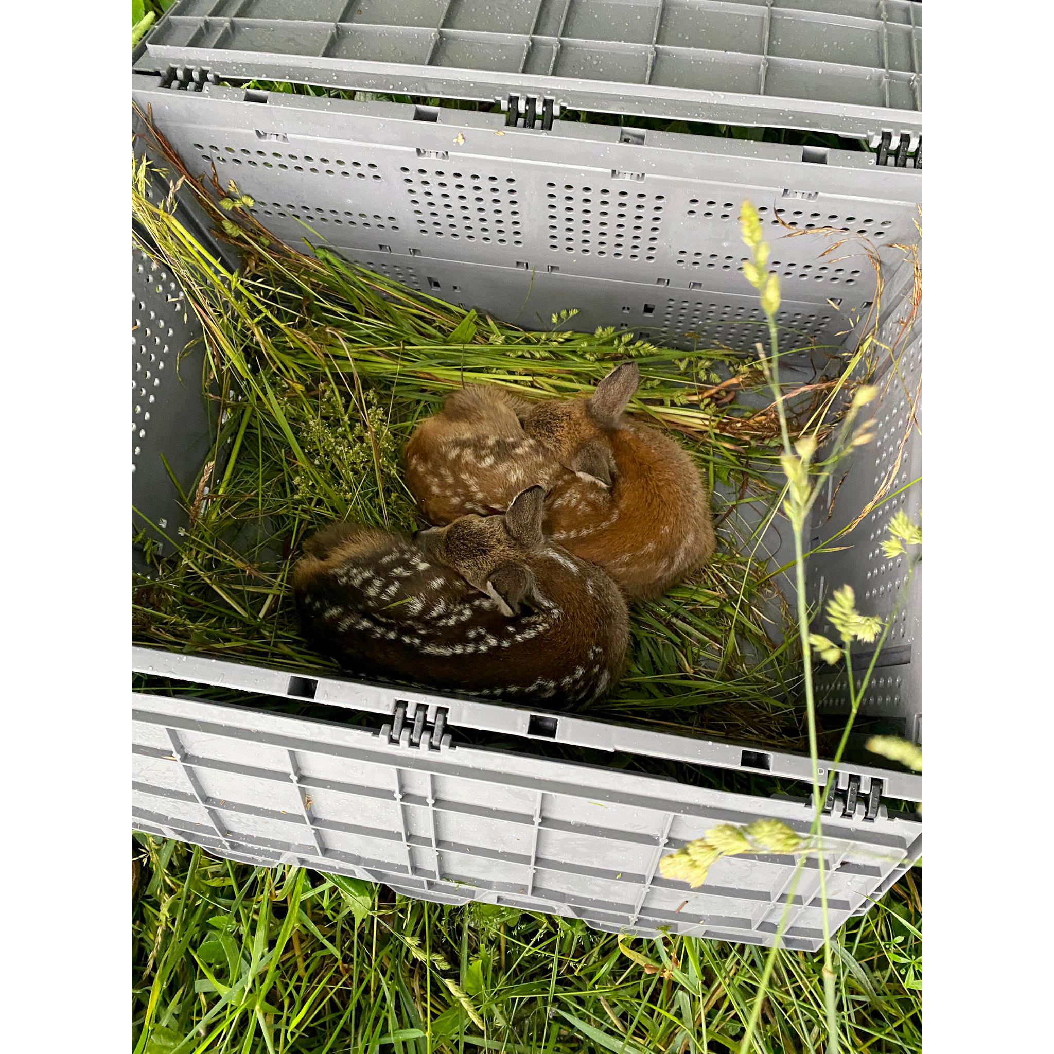 Boîte de sauvetage pour faons, pliable