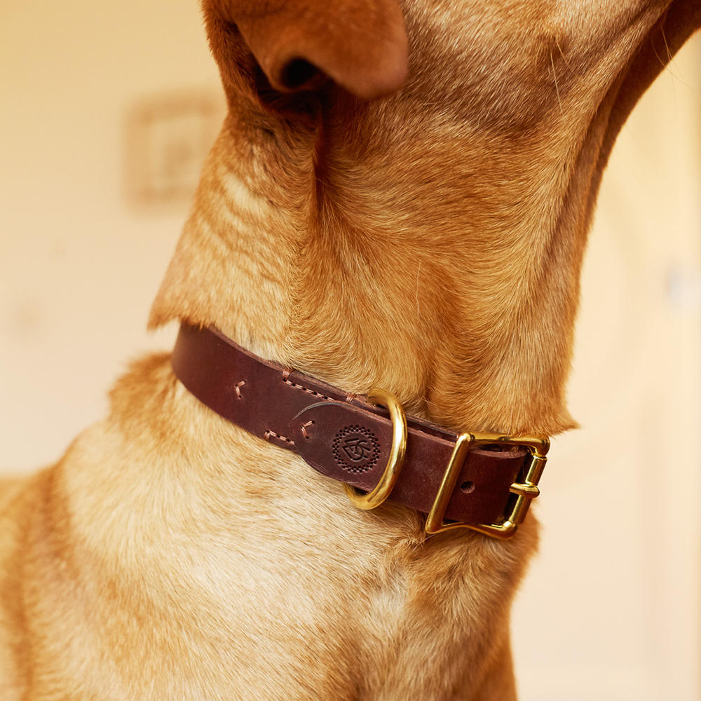 Collier de chien Helen Wells » Classic «, noisette, XXL