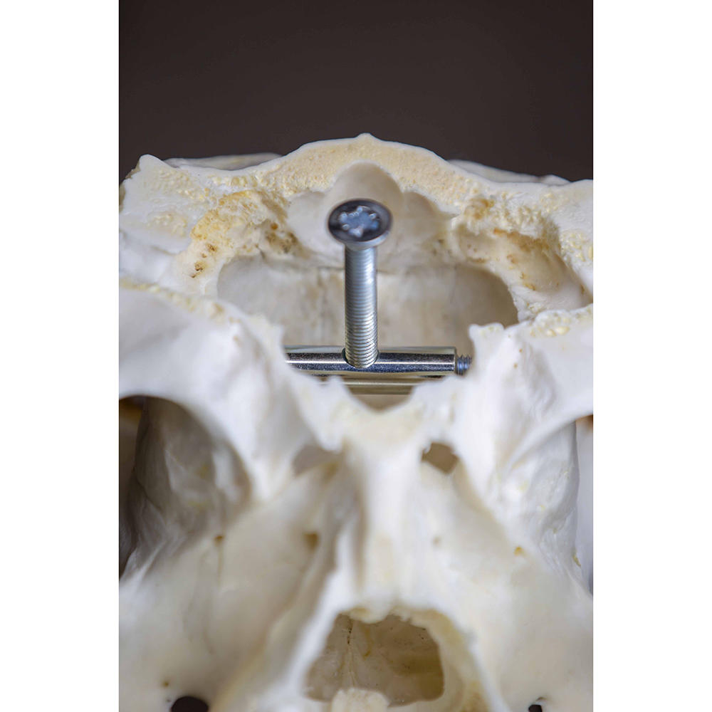 Roe Deer Trophy Mount, 2 Pieces